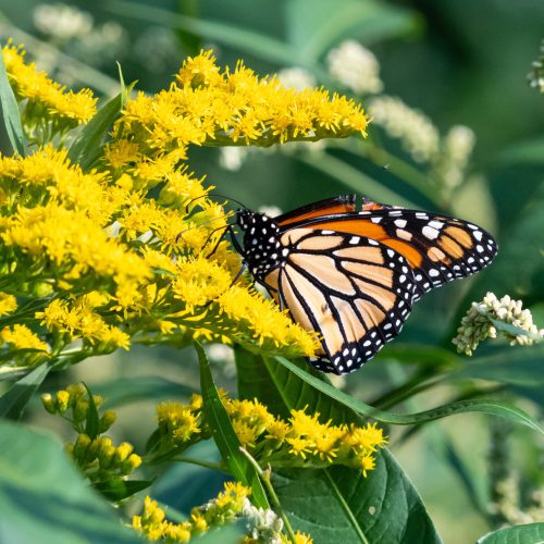 A Butterfly, a Binder, and a Belief  Designing Systems That See People